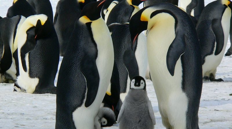 Conoce porqué los pingüinos dejaron de volar