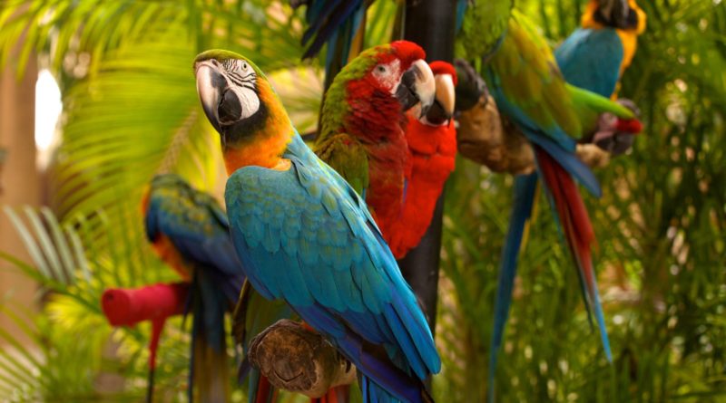 Descubre una selva tropical animal en Miami
