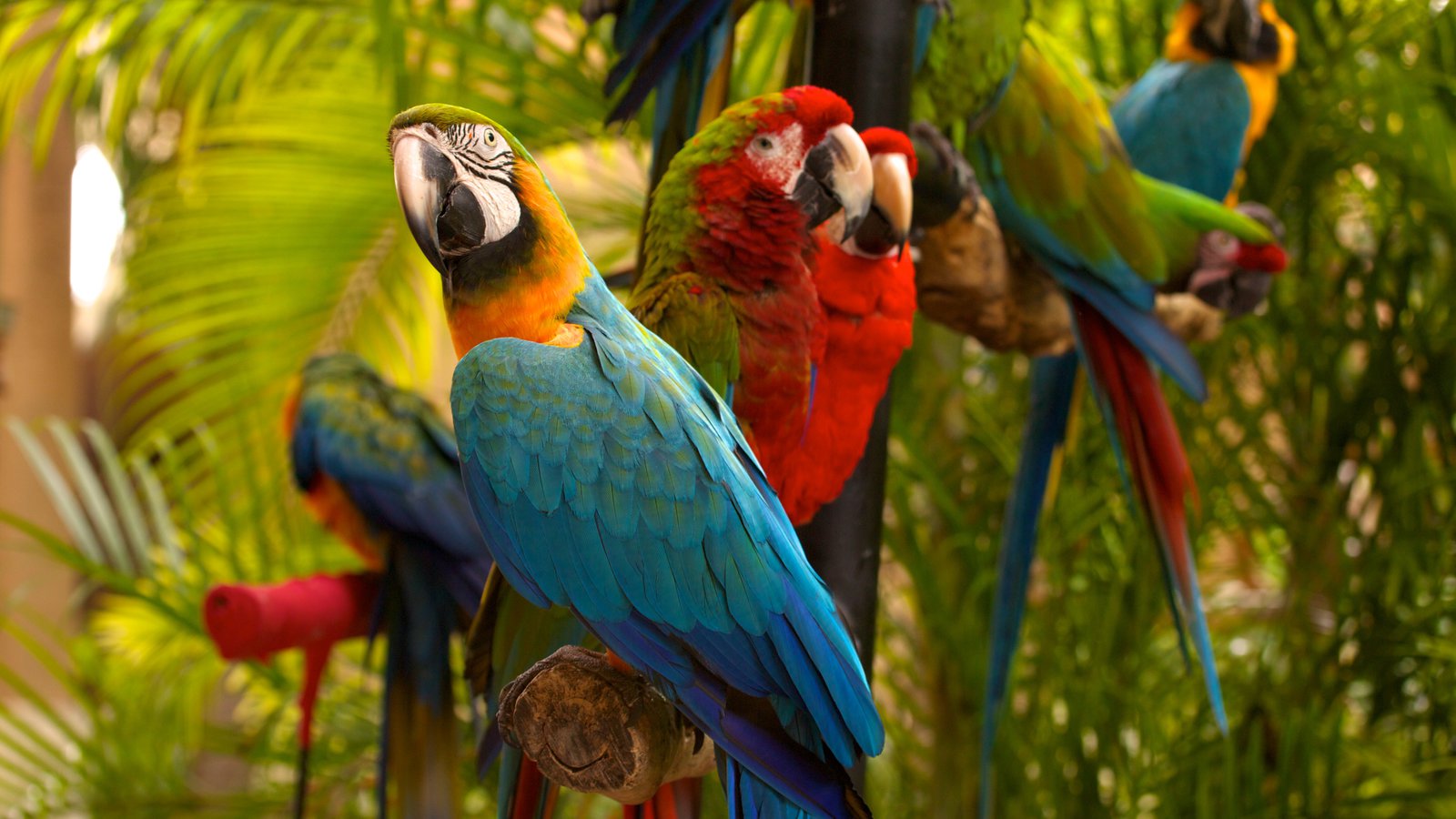 Descubre una selva tropical animal en Miami NotiAqui