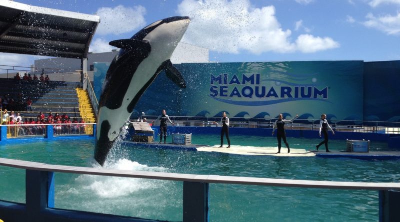 Miami Seaquarium una divertida opción acuática