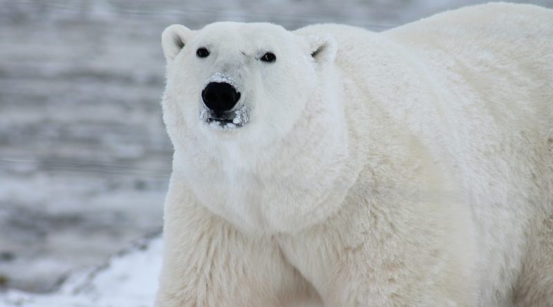 Sabias que los osos polares tienen tres párpados